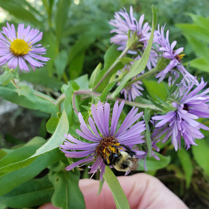 Who We Are - Halton Gardens is a climate-conscious garden design company.