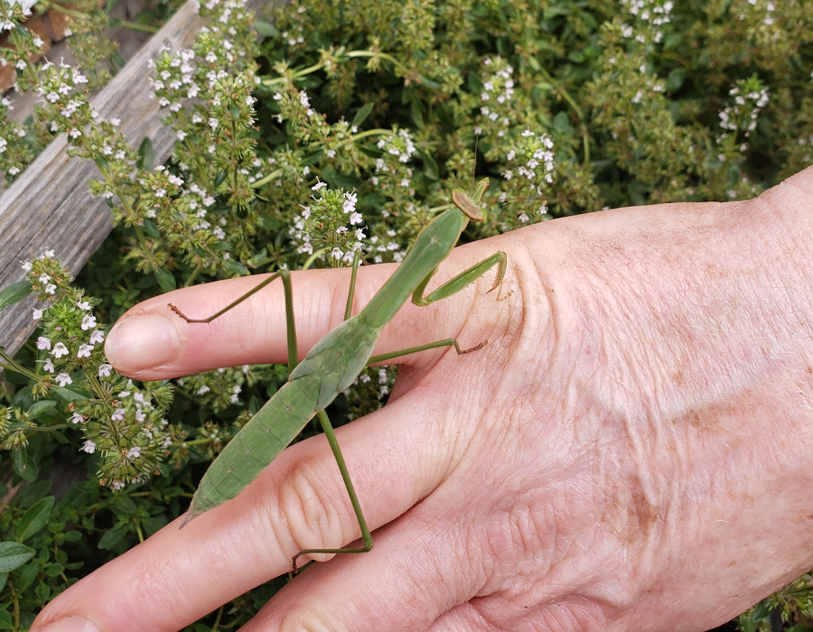 Book A Garden Audit With Halton Gardens - Oakville, Ontario.